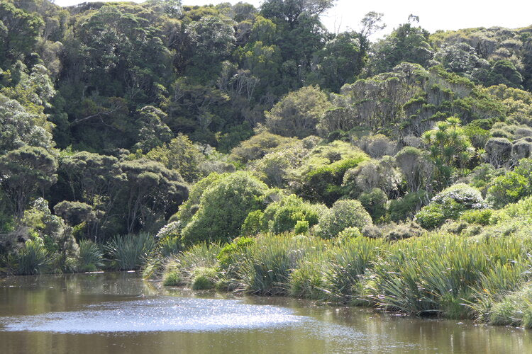 How Our Oats Help Protect Rainforests